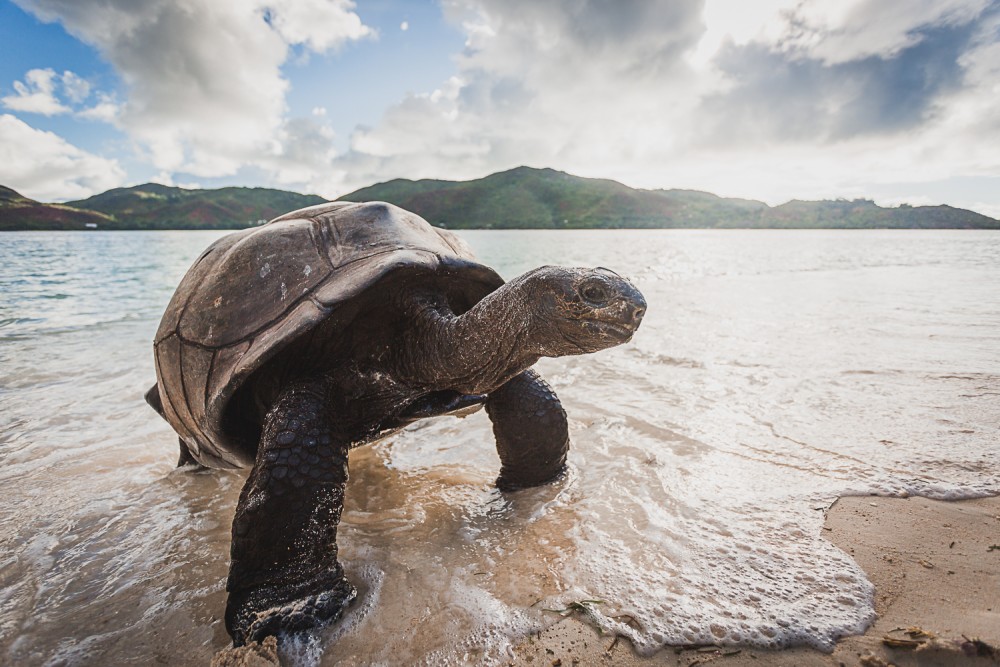 Schildkröte auf den Seychellen